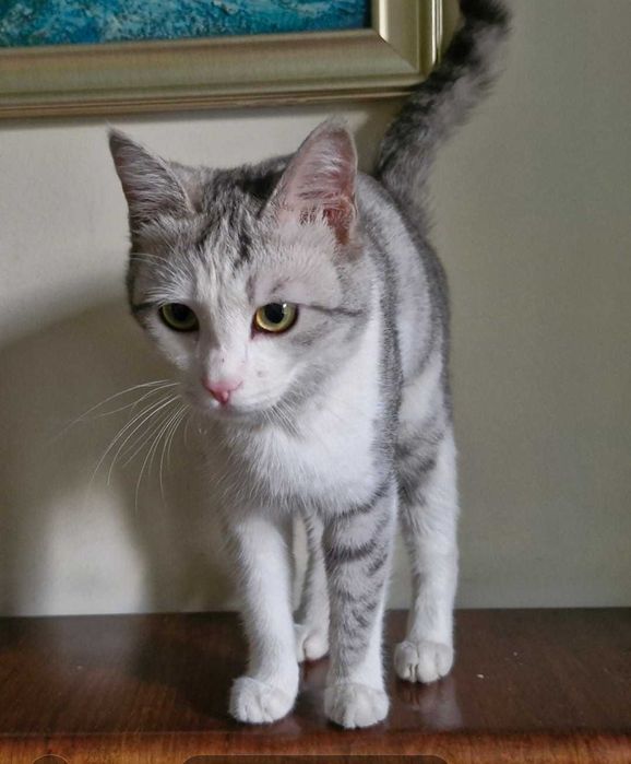 Кот тигр-альбинос