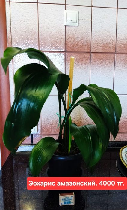 Продам комнатные растения