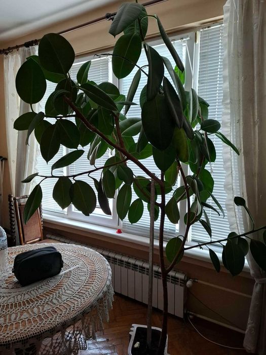 продавам фикуси 3 броя