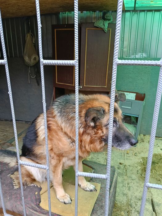Отдам в хорошие руки
