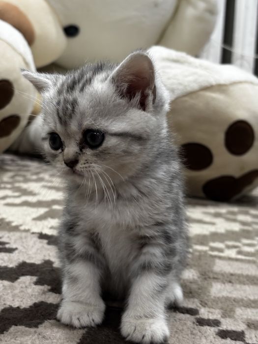 Продам котят, британцы