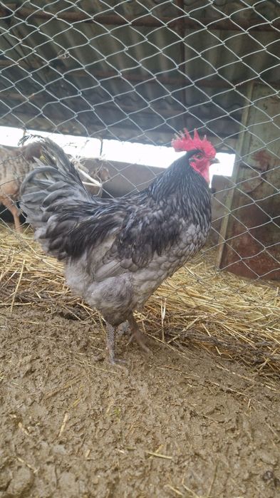 продаю петухов-джерсийский гигант