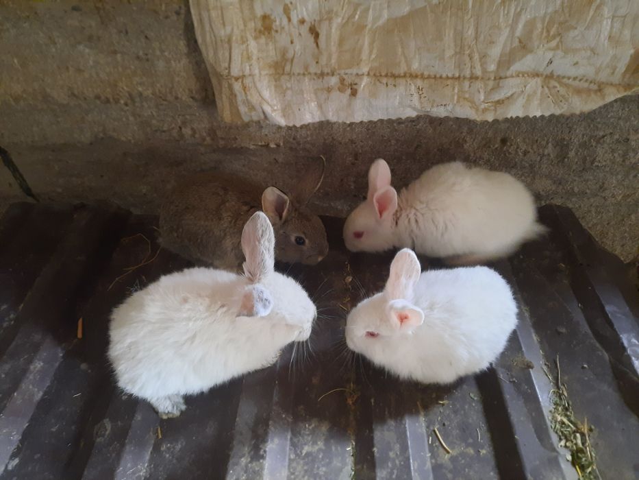 Quyon bolalari sotiladi 40mindan