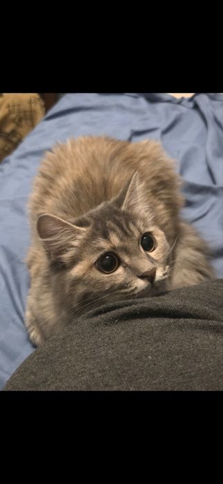 Котенок, митис сибирской, 8 мес