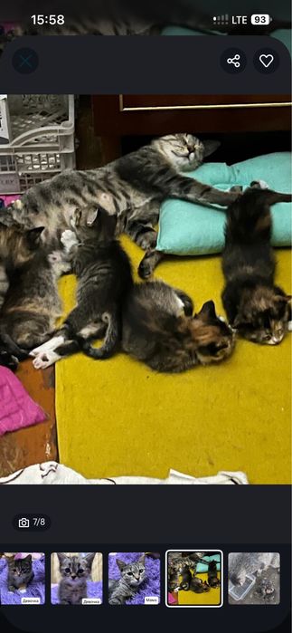 Отдам котят в хорошие руки
