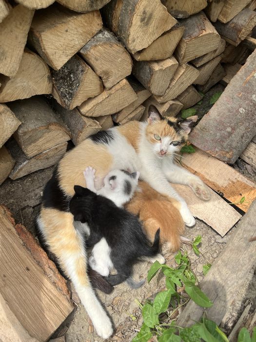 Donez pisici deosebiti