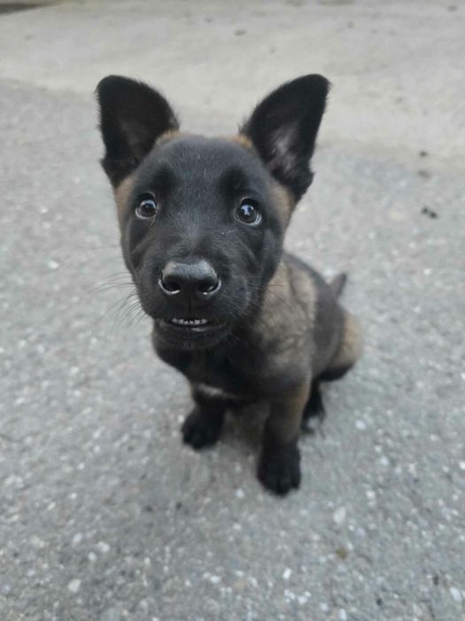 Ciobănesc belgian malinois