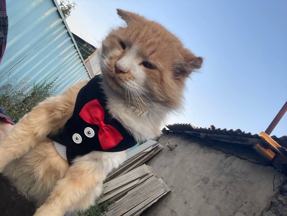 Добрый сильный котик в хорошие руки