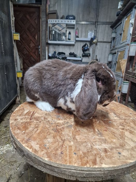 Iepuri berbec german