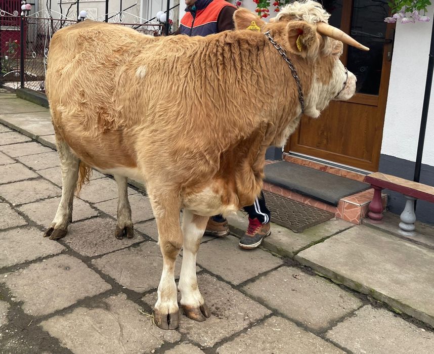 Junincă - la prima fătare