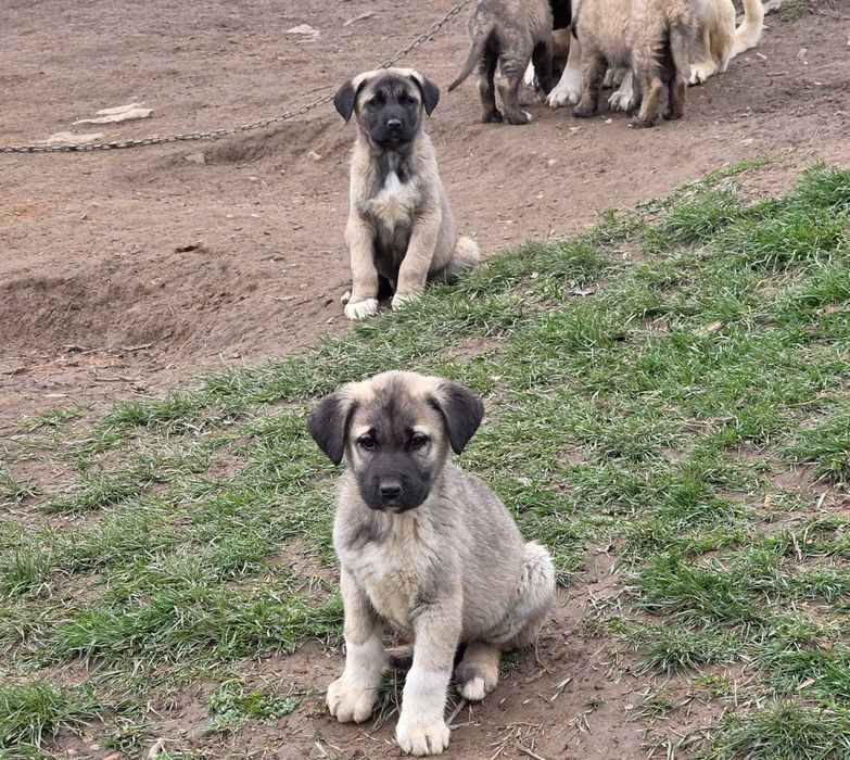 Cățel Kangal Turcesc