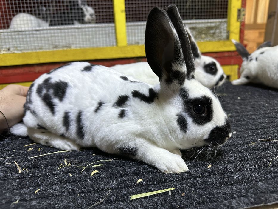 Pui de iepurasi de vanzare