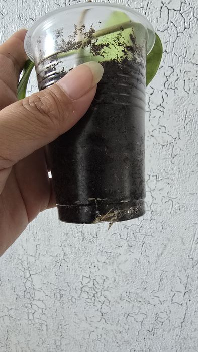 Стефанотис или мадагаскарский жасмин