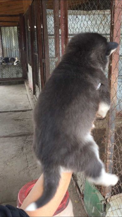 Голубоглазый красавец хаски из питомника