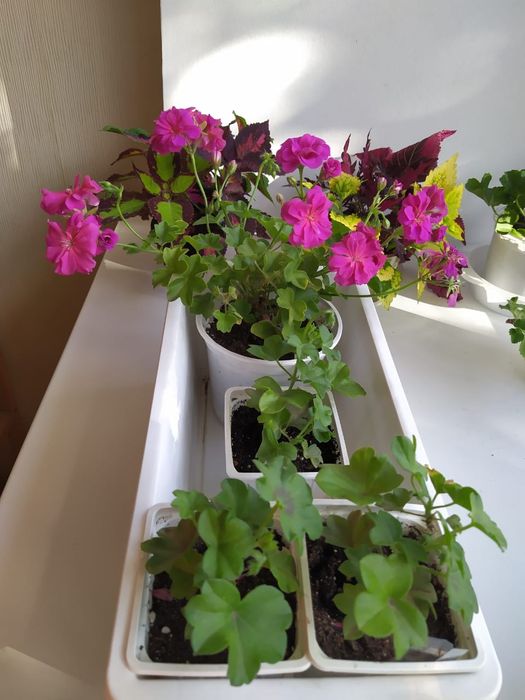 Пеларгония, Герань