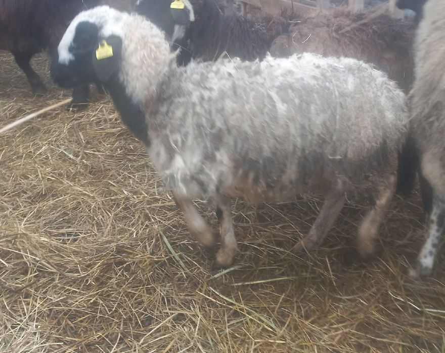 Продам токты(ярок)!