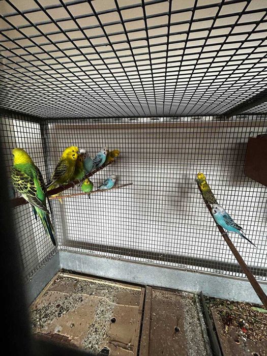 Валнисти Papugay to‘ti (valnisti)