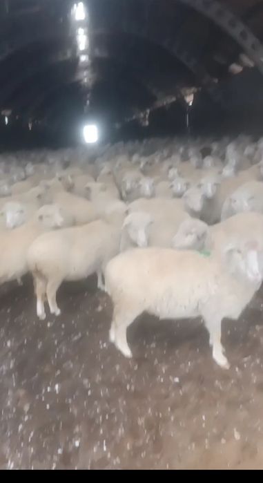 Бараны. Кой .    .