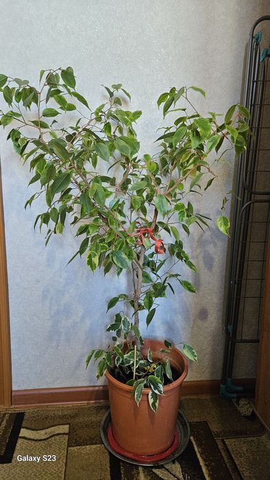 Комнотное растение