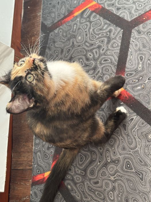 Отдам даром кошку