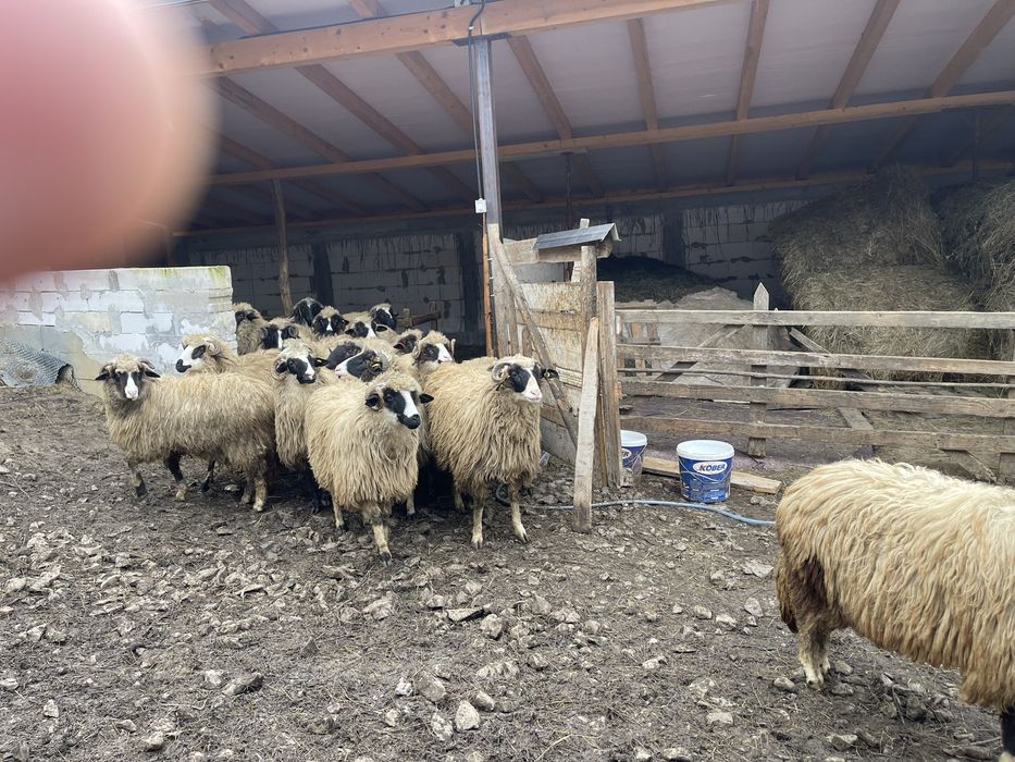 Oi de vanzare(noateni)