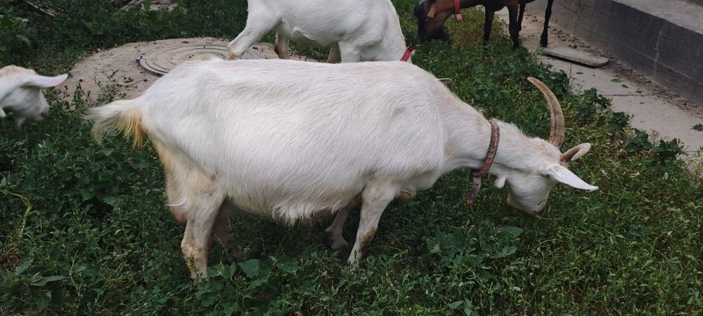 Продам дойную козу.