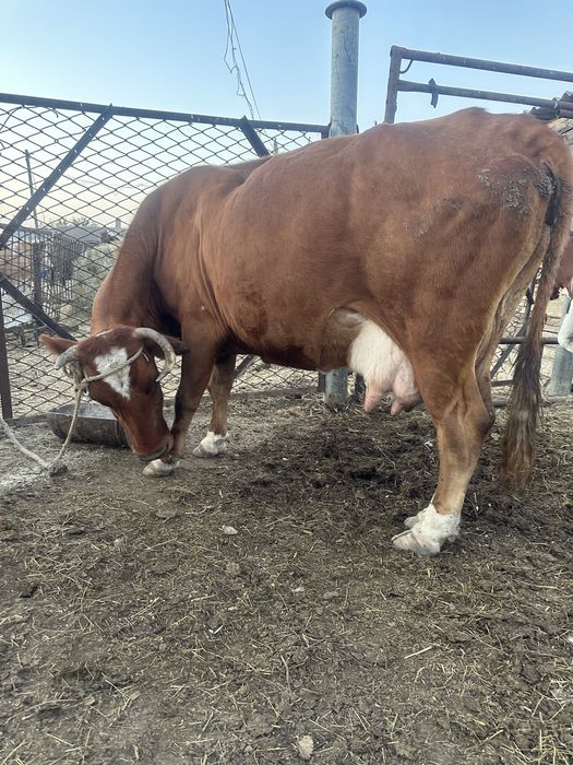 Продается корова