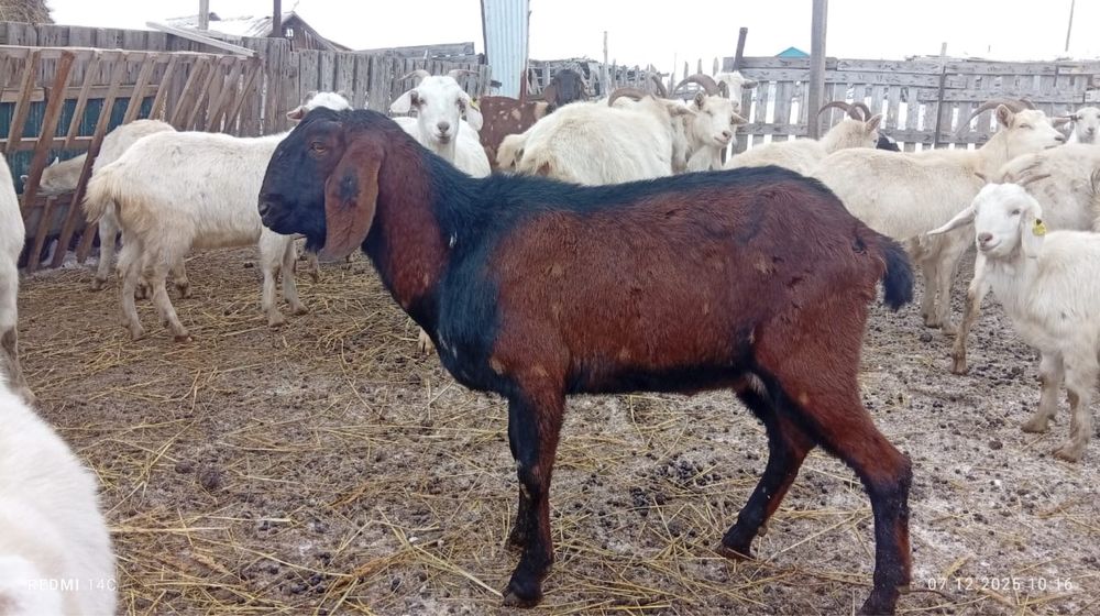 Теке, козёл, нубийский