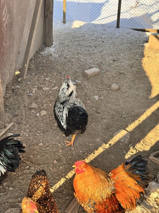 De vânzare cocoși Wyandotten