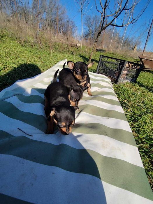 Малки пинчерчета