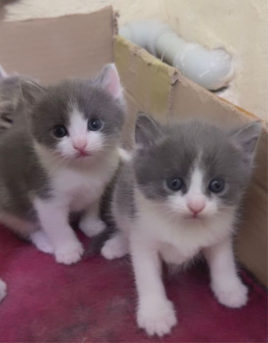 Котята,мама британка отец обычный,все мужского пола,4 котенка