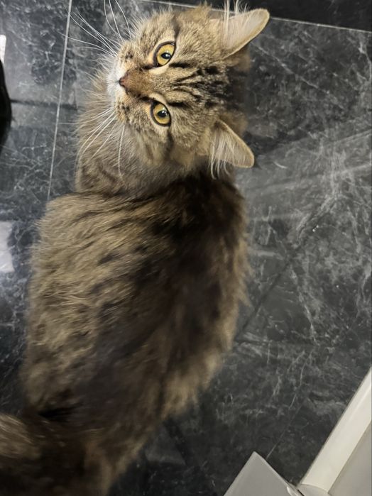 СРОЧНО отдам кота в добрые руки