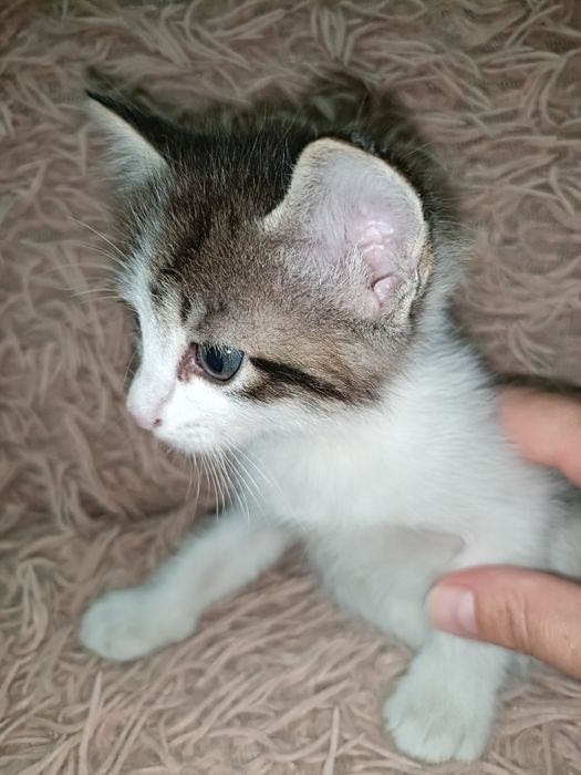 Отдам котят в хорошие руки