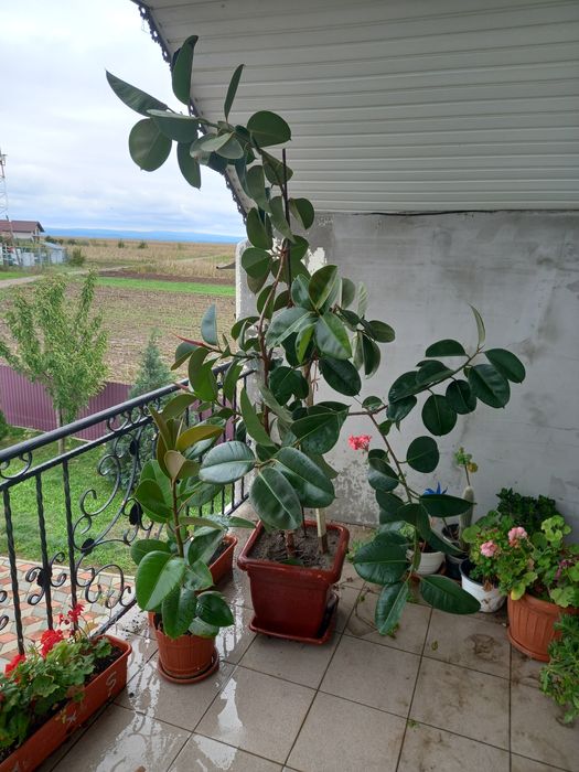 Plantă de ficus.sănătoasă și viguroasă..