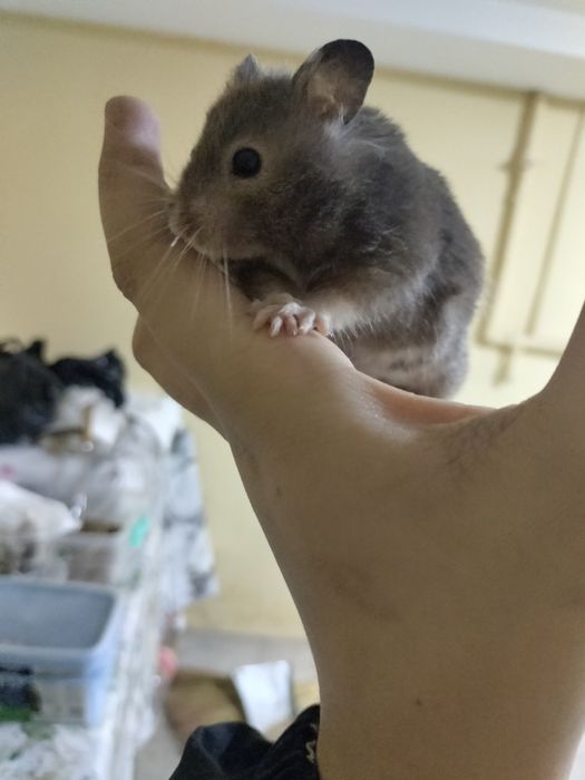 Продаються срочно хомяки 2 шт со клеткой со всем