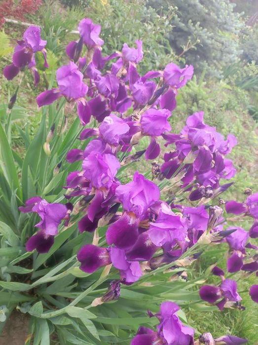 Цветы Ирис разных видов