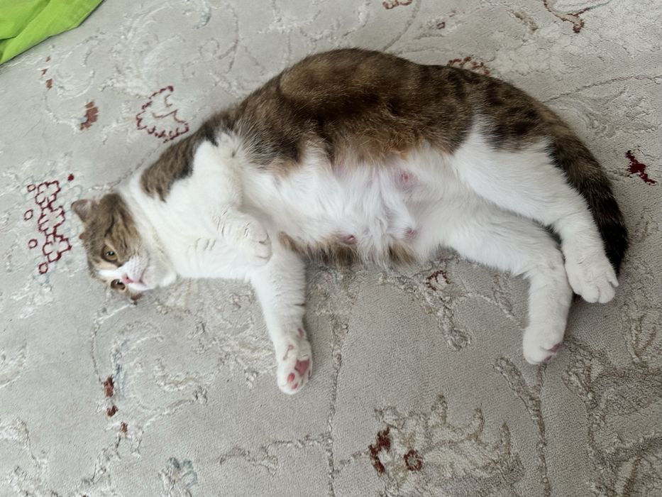 Шотландские котяты