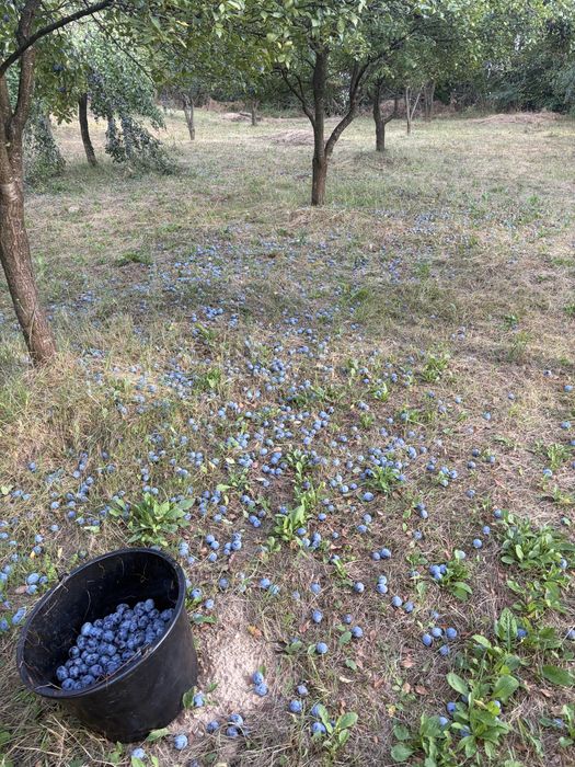 Prune de tuica de vanzare