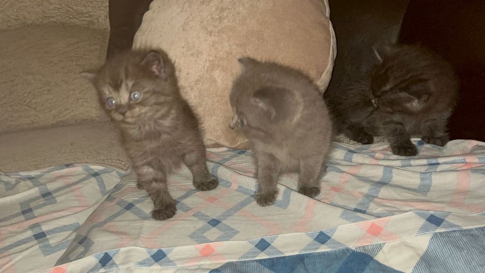 Отдам прекрасных девочек только в добрые руки