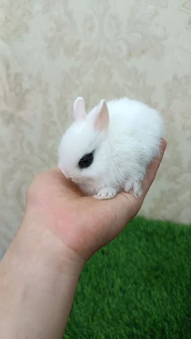 Карликовые кролики (карлик қуёнлар)