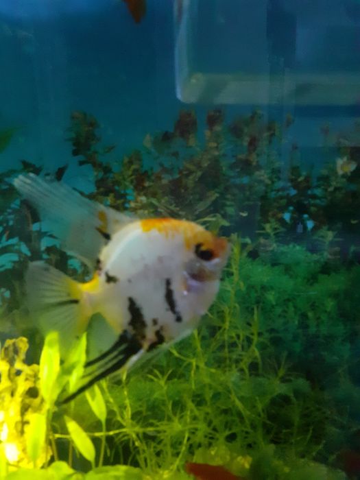 Продам аквариумных рыбок.