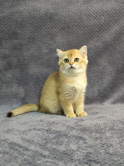 Pui aurii exclusivi — culoare rară