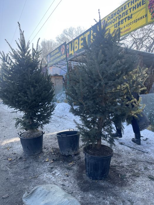 Ель . Ногодняя елки