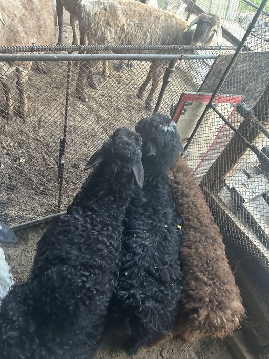 Қозылар сатылады