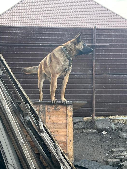 Вяска Бельгийский овчярка