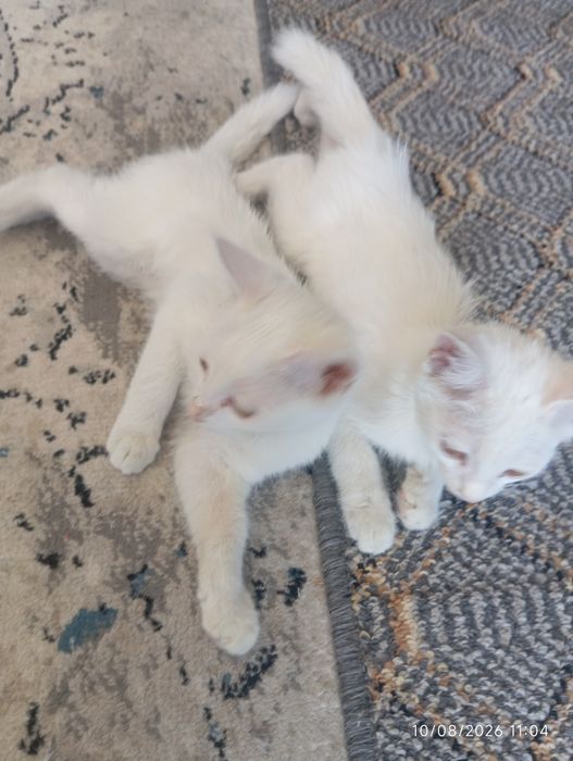 Mushuk sotiladi turetski Angora