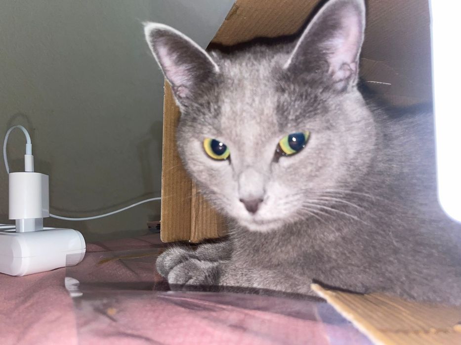 Кошка Британка 2 года