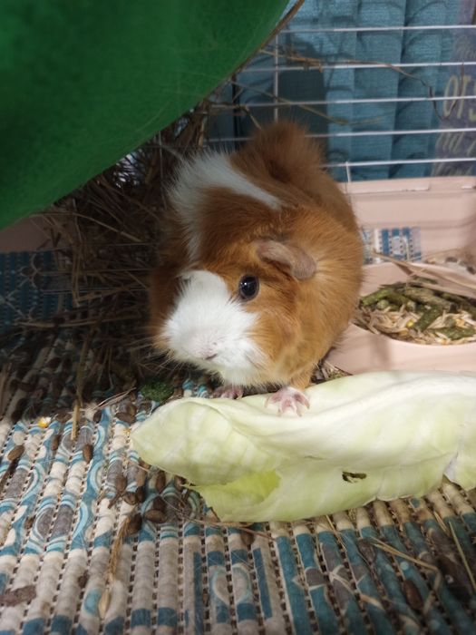 Красивая довачка Ищет друга