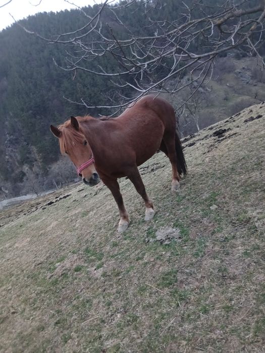 Vând iapa de 4 ani