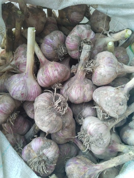 Продам чеснок домашний